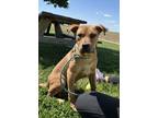 Adopt Scooby (HW-) a Pit Bull Terrier, Mixed Breed