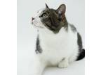 Adopt Peachtree (Bonded w/Valentino) a Domestic Short Hair