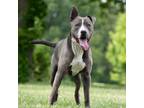 Adopt Smoke (AKA Gumbo) a Pit Bull Terrier