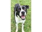 Adopt Jax a Boxer, Labrador Retriever