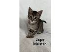Adopt Jager Meister a Domestic Short Hair