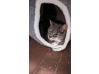 Adopt Bumble a Domestic Short Hair