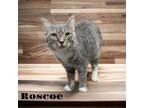 Adopt Roscoe a Domestic Short Hair