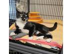 Adopt Butter a Domestic Short Hair