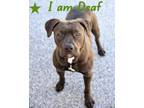 Adopt Bear a Mixed Breed