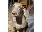 Adopt Rusty a Weimaraner