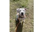 Adopt Pancakes a Pit Bull Terrier, Mixed Breed