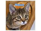 Adopt Chicory a Domestic Short Hair