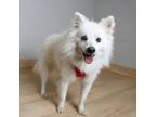 Adopt Collins D16143 a American Eskimo Dog