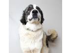 Adopt Hoss D16103 a Great Pyrenees