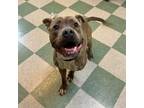 Adopt Kong a American Staffordshire Terrier, Mixed Breed