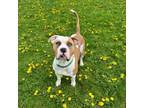 Adopt Alex a American Staffordshire Terrier, Mixed Breed