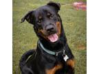 Adopt Mustard a Rottweiler