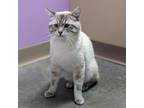 Adopt Jack Jack a Domestic Short Hair