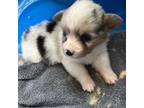 Pembroke Welsh Corgi Puppy for sale in Trenton, NJ, USA