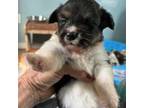 Pembroke Welsh Corgi Puppy for sale in Trenton, NJ, USA