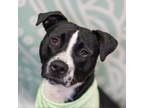 Adopt Bram a Pit Bull Terrier