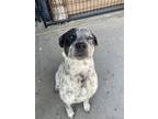 Adopt Beau a Australian Cattle Dog / Blue Heeler