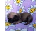Pug Puppy for sale in Rocky Mount, VA, USA
