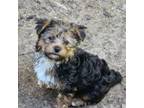 Yorkshire Terrier Puppy for sale in Albertville, MN, USA