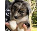 Miniature Australian Shepherd Puppy for sale in Laurinburg, NC, USA