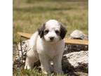 Bernese Mountain Dog Puppy for sale in Youngstown, FL, USA