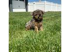 Poodle (Toy) Puppy for sale in Hutchinson, KS, USA