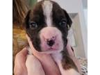 Boxer Puppy for sale in Toledo, OH, USA
