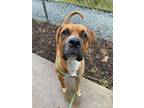 Adopt Mushu a Boxer, Mixed Breed