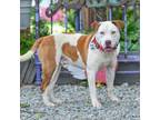 Adopt Hero a Pit Bull Terrier