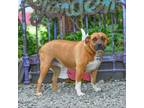 Adopt Leather a Boxer