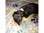 Dachshund Puppy for sale in Gordonville, TX, USA