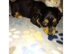 Dachshund Puppy for sale in Gordonville, TX, USA