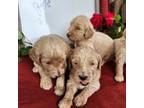 Goldendoodle Puppy for sale in Rocky Mount, VA, USA
