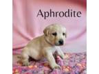 AKC Aphrodite