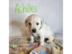 AKC Achilles