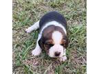 AKC Tri Male Beagle Puppy