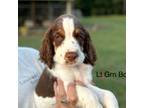 English Springer Spaniel Puppy for sale in Fort Valley, GA, USA