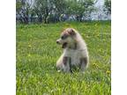 Alaskan Malamute Puppy for sale in Ellicottville, NY, USA