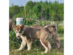 Alaskan Malamute Puppy for sale in Ellicottville, NY, USA
