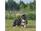 Alaskan Malamute Puppy for sale in Ellicottville, NY, USA