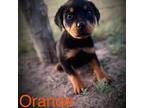 Rottweiler Puppy for sale in Idalou, TX, USA