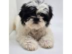 Shih Tzu Puppy for sale in Forney, TX, USA