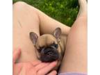 French Bulldog Puppy for sale in Sheldon, WI, USA