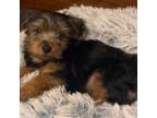 Yorkshire Terrier Puppy for sale in Jacksonville, FL, USA