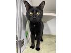 Adopt Acer a Domestic Short Hair
