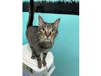 Adopt Fezzy a Domestic Short Hair