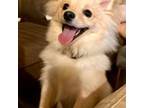 Pomeranian Puppy for sale in Rohnert Park, CA, USA