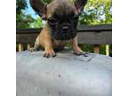 French Bulldog Puppy for sale in Saint Joe, AR, USA