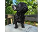 French Bulldog Puppy for sale in Saint Joe, AR, USA